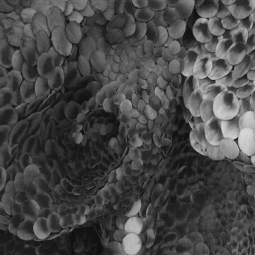 Daniela Bergschneider